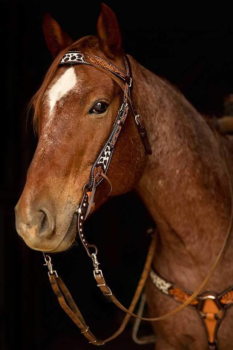 Western Horse Tack Turquoise, Beaded Browband, Barrel Racing Tack Rodeo, Cowgirl Photography, Headstalls For Horses, Horse Reference, Horse Club, Beautiful Horses Photography, Western Bridles