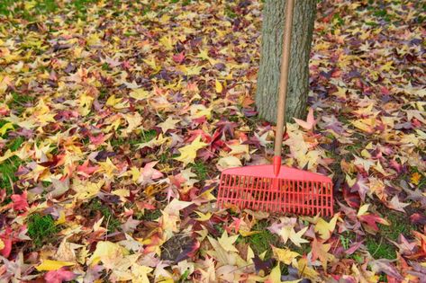 Sweet Gum Tree, Gum Trees, Tree Seedlings, Sweet Gum, Gum Tree, Ornamental Trees, Tree Care, Maple Tree, Big Tree