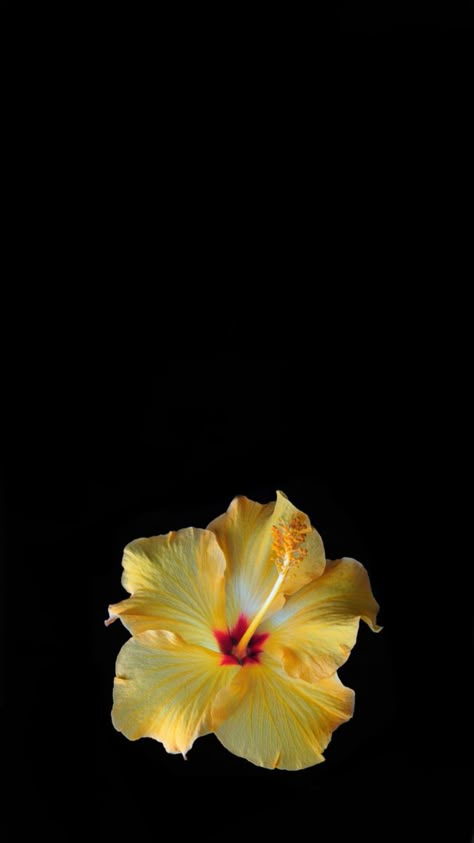 Flowers Black Background, Hawaii Flowers, Flower Background Iphone, Future Wallpaper, Yellow Hibiscus, Cute Summer Wallpapers, Flower Collage, Black Background Wallpaper, Flower Iphone Wallpaper