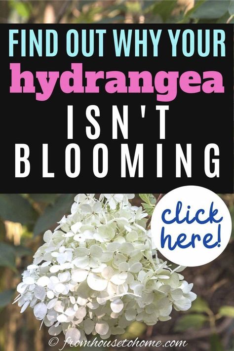 Having trouble with your hydrangeas not blooming? Find out how to fix the problems so that you can grow these beautiful flowers in your garden. #fromhousetohome #hydrangeas #gardeningtips #gardenideas  #partshadeperennials #shadelovingshrubs Shade Perennial Garden, Shade Flowers Perennial, Hydrangea Plant Care, Part Shade Perennials, Shade Loving Shrubs, Hydrangea Petiolaris, Hydrangea Landscaping, Plants Under Trees, Big Leaf Hydrangea