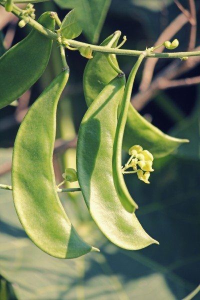 Growing Lima Beans: When To Plant And When To Harvest Lima Beans Growing Beans, Vegetable Planting, Bean Varieties, Lima Bean, Bean Plant, Bush Beans, Growing Greens, Pole Beans, Organic Vegetable Garden