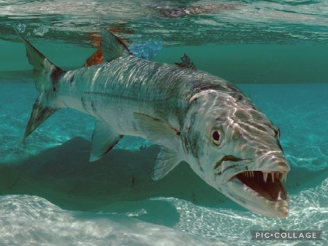 Barracuda Fish, Sea Life Painting, Wild Animals Pictures, Types Of Fish, Aquatic Animals, Deep Blue Sea, Ocean Creatures, Weird Animals, Animals Of The World