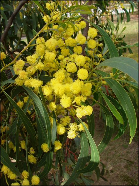 Australian Wildflowers - Flowers Across Melbourne Golden Wattle, English Flowers, Australian Native Garden, Australian Wildflowers, Australian Flowers, Australian Native Flowers, Australian Plants, Australian Garden, Spring Wildflowers