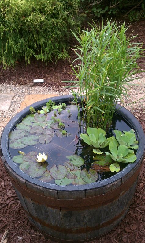 I saw this at the fair; make your own water feature. Aquatic plants growing in… Tanaman Air, Mini Pond, Container Water Gardens, Backyard Ponds, Taman Air, Garden Water Feature, Fountains Backyard, Pond Landscaping, Backyard Water Feature