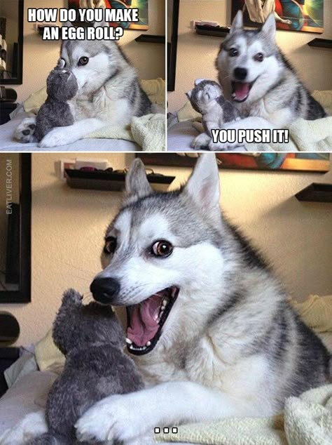 The Best Collection Of Husky Puns Pun Husky, Funny Doggos, Husky Jokes, Bad Pun Dog, Husky Humor, Funny Dog Jokes, Dog Puns, Cheesy Jokes, Husky Funny