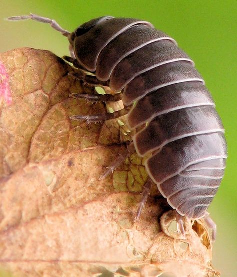 Rolly Polly Drawing, Armadillidium Vulgare, Entomology Illustration, Rollie Pollie, Rolly Polly, Weird Insects, Woodlice, 30 Day Art Challenge, Pill Bug