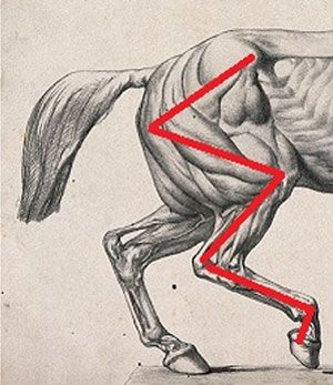 5 Exercises to Strengthen your Horse’s Hind End – Horse Canada Horse Exercises Flatwork, Pole Exercises For Horses, Equine Anatomy, Riding Exercises, Horse Training Exercises, Canadian Horse, Horse Information, Horse Exercises, Horse Info