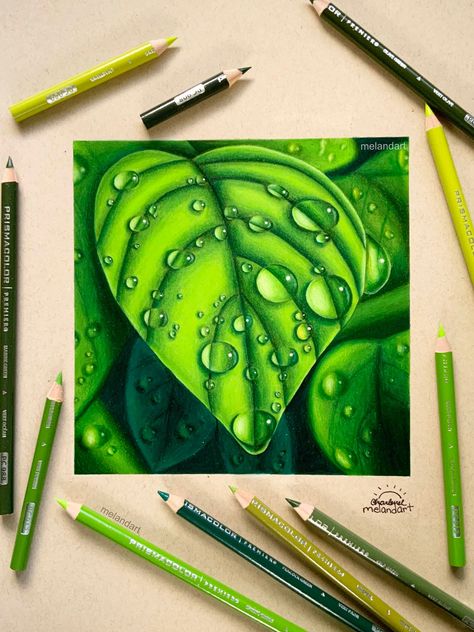 New Drawing! I had a blast working on this coloured pencils drawing! I challenged myself to try and make the background look blurred. I found it a bit difficult at first but I'm really happy with how it came out! #art #prismacolor #drawing Colored Pencil Artwork Ideas, Succulents Drawing, Prismacolor Art, Pencil Drawing Tutorials, Colored Pencil Artwork, Leaf Drawing, Plant Drawing, Nature Drawing, Coloured Pencils