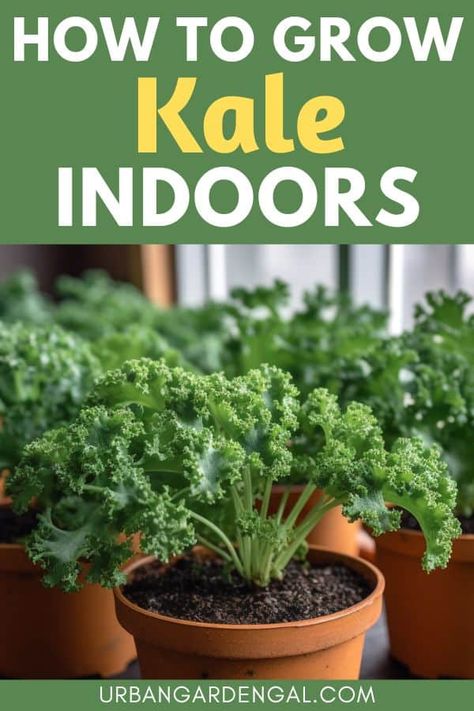 Growing kale plants indoors means that you can have fresh salad greens on hand when you need them. Here are my tips for growing kale plants in your indoor vegetable garden. Growing Kale Indoors, How To Grow Kale, Grow Kale, Garden Diy Hacks, Kale Plant, Growing Kale, Growing Food Indoors, Carrot Gardening, Growing Spinach