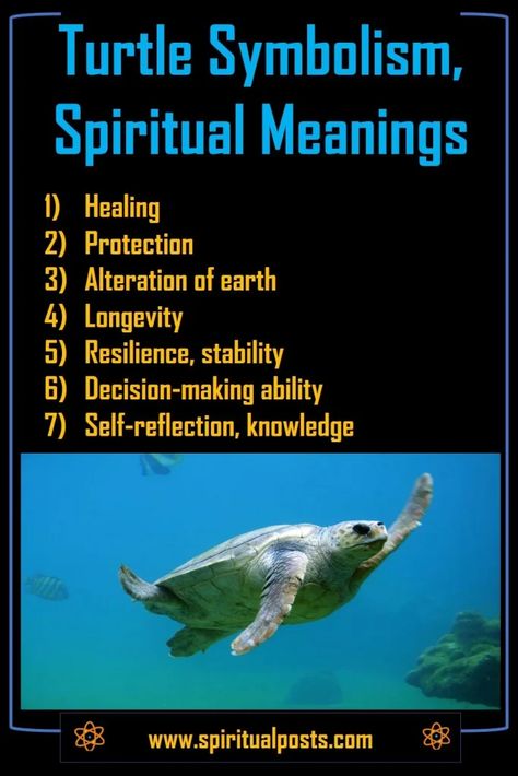 9 Spiritual Meanings of Turtle & Symbolism (Crossing Path!) 2 Turtle Meaning, Turtle Symbolism, Beautiful Sea Creatures, Stay Alive, Beautiful Sea, Spiritual Meaning, Sea Creatures, On Earth, Turtles