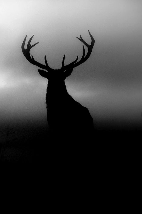 Silhouette Photography, Deer Art, A Deer, White Photo, Black And White Photography, Beautiful Creatures, Antlers, Animal Kingdom, Animal Photography