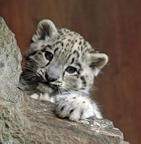 snowleopard Krefeld JN6A3927 | safi kok | Flickr Cute Snow Leopard, Baby Snow Leopard, Food References, Baby Snow, Leopard Cub, Baby In Snow, Baby Animals Funny, Wallpaper Cave