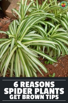 Spider Plant Care, Brown Tips, Household Plants, Plant Care Houseplant, Spider Plant, Plants Growing, Plant Problems, Inside Plants, Indoor Plant Care