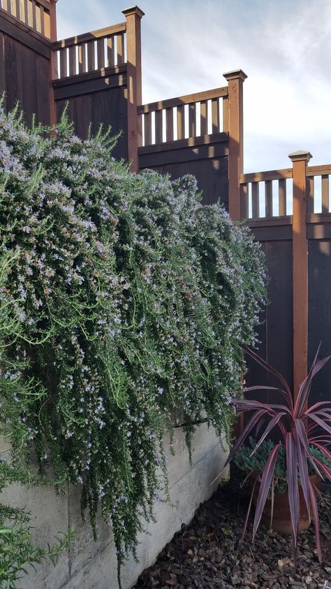 Prostrate Rosemary has beautiful purple flowers and attracts birds and honeybees Trailing Rosemary Retaining Walls, Rosemary Prostrate, Wing Wall Landscaping, Cascading Plants Retaining Walls, Retaining Wall Plants Landscaping, Laurel Hedge, Rosemary Plant, Garden Grove, Concrete Retaining Walls