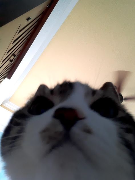 I accidentally left my phone on my bed in selfie mode and my cat decided to take a pic Cat On Phone, Cat With Phone, Cat Selfies, Goofy Cats, I Accidentally, My Bed, Profile Pic, A Pic, My Phone