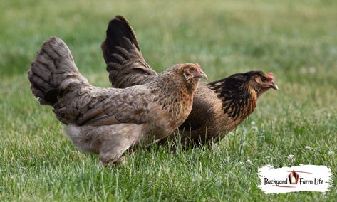 Olive Egger Rooster, Olive Egger Chicken Hens, Easter Egger Rooster, Easter Eggers Chickens, Rooster Vs Hen, Easter Eggers Eggs, Olive Egger Chicken, Cinnamon Queen, Araucana Chickens