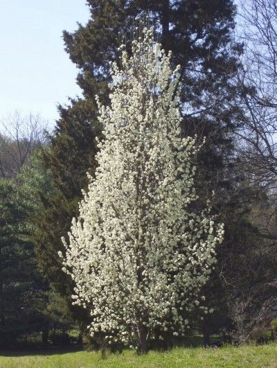 Learn About Ornamental Vs. Fruiting Pear Trees -  If you aren’t a fan of fruit or dislike the mess it can create, there are many showy non-fruiting tree specimens to choose from for your landscape. Amongst these, there are several cultivars of ornamental pear trees. Click this article for more information. Victorian Landscaping, Ornamental Pear Tree, Flowering Pear Tree, Fruit Bearing Trees, Pear Trees, Garden Shrubs, Pear Tree, Ornamental Trees, Fruit Garden