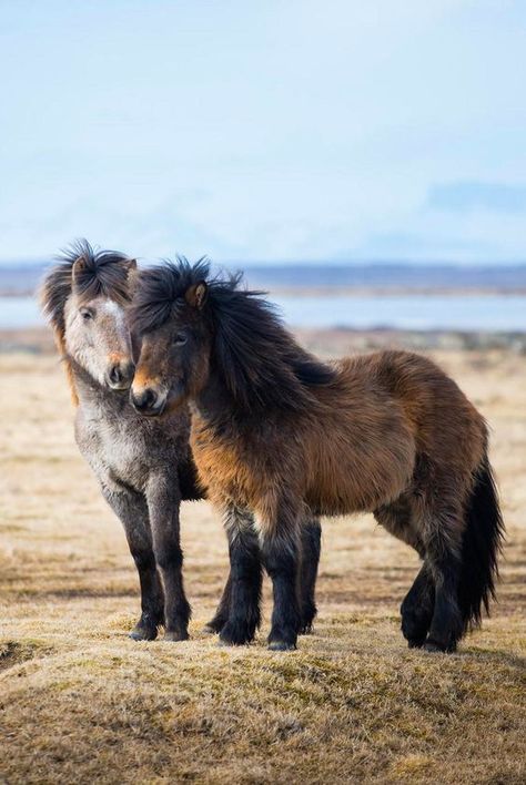 Icelandic horses sure are fluffy as can be. Icelandic Horses, Shetland Pony, Icelandic Horse, Mini Horse, Miniature Horse, Cute Horses, Appaloosa, Pretty Horses, Quarter Horse