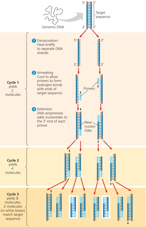 Polymerase Chain Reaction Notes, Polymerase Chain Reaction, Microbiology Study, Medical Laboratory Technician, Molecular Genetics, Dna Replication, Study Biology, Biology Classroom, Dna Sequence