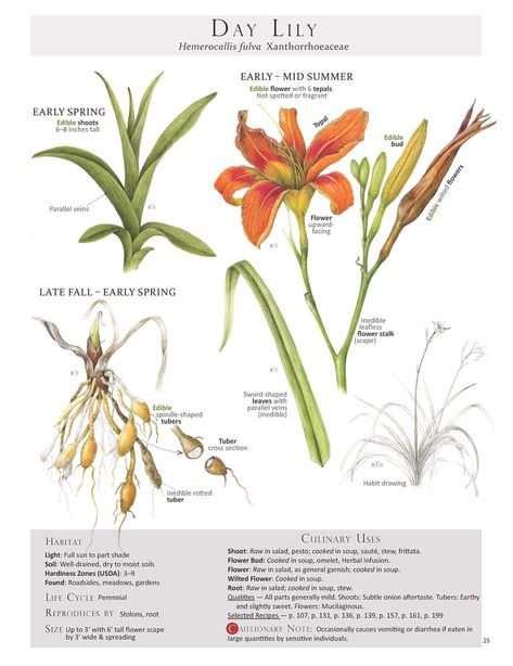 The Day Lily Plant Identification Page from the book Foraging & Feasting Wilted Flowers, Day Lily, Edible Wild Plants, Magia Das Ervas, Day Lilies, Lily Plants, Wild Edibles, Plant Identification, Wild Food