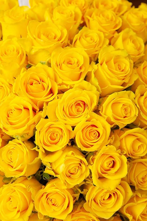 Yellow Aesthetic Images, Yellow Pictures, Yellow Stuff, Yellow Aesthetics, Red And Yellow Roses, Rose Flower Photos, Red Roses Wallpaper, Mustard Flowers, Yellow Sunshine