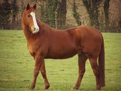 Horse In Field, Chestnut Horses, Horse Competition, Horse Coat Colors, Pinto Horse, Horse Colors, Pony Club, All About Horses, Chestnut Horse