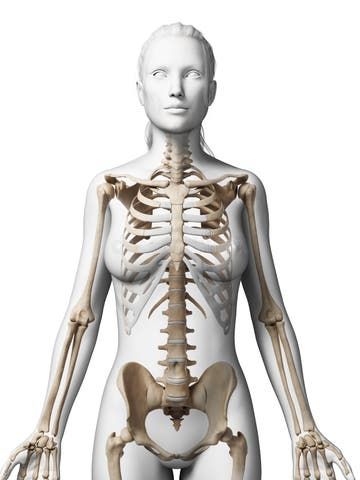 Female skeleton stock illustration. Illustration of skeleton - 30725410 Female Skeleton, Female Anatomy Reference, Skeleton Illustration, Sewing Doll Clothes, Female Pose Reference, Female Anatomy, Anatomy Reference, Skeletal, Female Poses