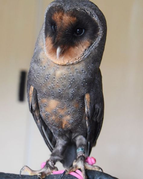 Rare black barn owl lives at Happisburgh Owls in Norfolk | Eastern Daily Press Black Barn Owl, Owl Black, Barn Owls, Black Owl, Black Barn, Owl Pictures, Great Horned Owl, Beautiful Owl, Rare Birds