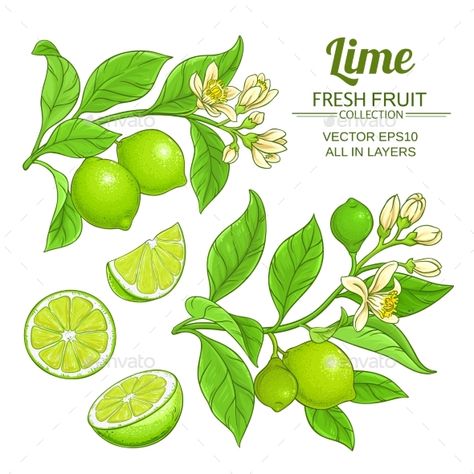 Lime Branches Vector Set #Branches, #Lime, #Set, #Vector Lime Botanical Illustration, Lime Vector Illustration, Lime Branch Tattoo, Lime Tree Tattoo, Lemon And Lime Tattoo, Lemon Lime Tattoo, Limes Drawing, Lime Drawings, Lime Tattoo