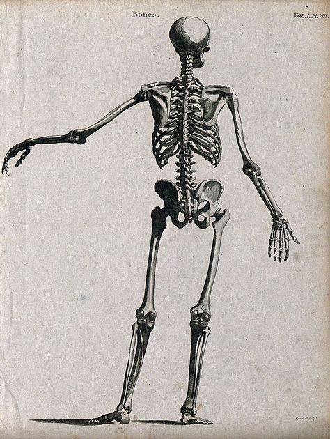 Skeleton: seen from behind. Line engraving by Campbell, 1816/1821. | Wellcome Collection Skeleton From Behind, Skeleton Back View, Skeleton Front View, Skeleton Back, Wellcome Collection, Back View, Front View, Skeleton, Art Reference