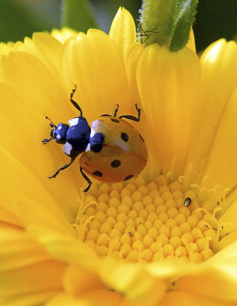 Nature Ladybug Meaning, Ladybug Nails, Yellow Ladybug, Foto Macro, Nature Journaling, Lady Bug Tattoo, Bed Bug Bites, Lady Beetle, Insect Tattoo