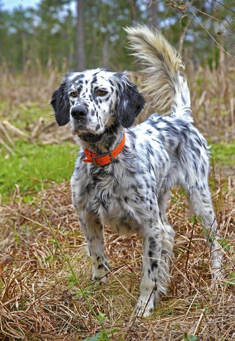 English Setter Puppies, Lovers Tattoo, Bobwhite Quail, English Setter Dogs, English Dogs, Good Dogs, Tattoos For Dog Lovers, Every Dog Breed, Gordon Setter