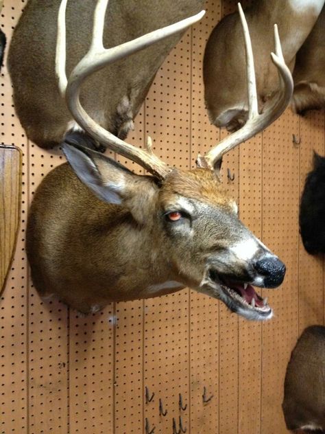 Evil zombie deer taxidermy Canyon View Lodge Goat Taxidermy, Creepy Deer, Deer Taxidermy, Wet Specimen Taxidermy, Taxidermy Deer, Hunting Lodge Decor, Animal Taxidermy, Halloween Tea Party, Wet Specimen