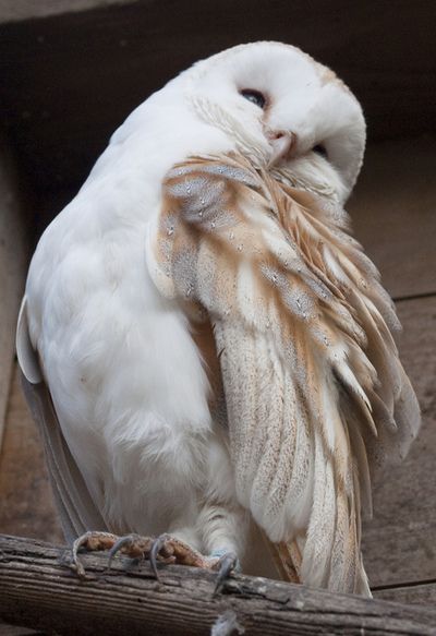 Regnul Animal, Marjolein Bastin, Owl Pictures, Beautiful Owl, Owl Bird, Trik Fotografi, Pretty Birds, Barn Owl, Cute Owl