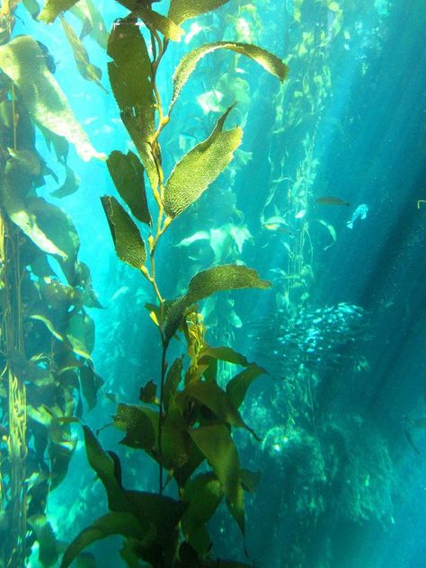 Boom Kunst, Underwater Plants, Kelp Forest, Underwater City, Monterey Bay Aquarium, Sea Kelp, Life Aquatic, Water Life, Monterey Bay