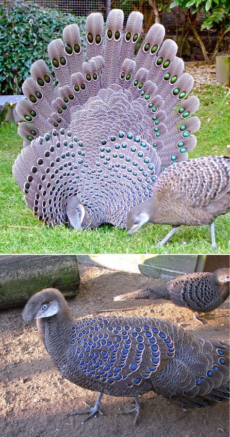 Ayam Grey Peacock Pheasant or Burmese Peacock-Pheasant, (Polyplectron bicalcaratum) showing off. It is a large Asian member of the order Galliformes. It is the national bird of Myanmar. Peacock Pheasant, Beautiful Feathers, Dot Patterns, Rare Birds, Painting Designs, All Birds, Exotic Birds, Bird Pictures, Pretty Birds