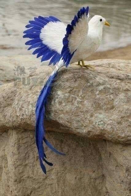 Most Beautiful Birds, Kinds Of Birds, Rare Birds, Airbrush Art, Nature Birds, Bird Pictures, Exotic Birds, Pretty Birds, Colorful Birds