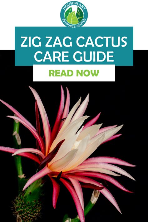 The funky Zig Zag cactus gets its name from its Zig Zagging, flattened stems that grow in an eye-catching pattern. But caring for this plant can be tricky if you’re not sure where to start. Luckily, we have an easy-to-follow Zig Zag cactus care guide to help you keep your cactus thriving and healthy. First, let’s learn a little more about the Zig Zag cactus! Fishbone Cactus Flower, Zig Zag Plant, Zigzag Cactus, Zig Zag Cactus, Fishbone Cactus, Orchid Cactus, Cactus Care, Rooting Hormone, Fiddle Leaf Fig Tree