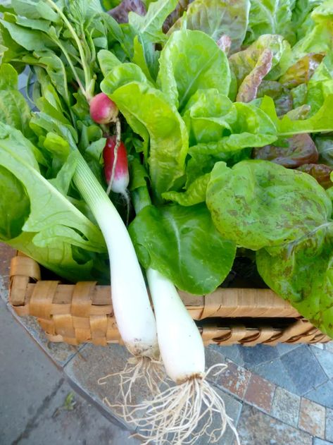 How to make wilted lettuce - HubPages Wilted Lettuce Recipe, Lettuce Recipe, Lettuce Recipes, Wilted Lettuce, Mini Gardens, Onion Salad, Growing Gardens, Radishes, Salad Dressings