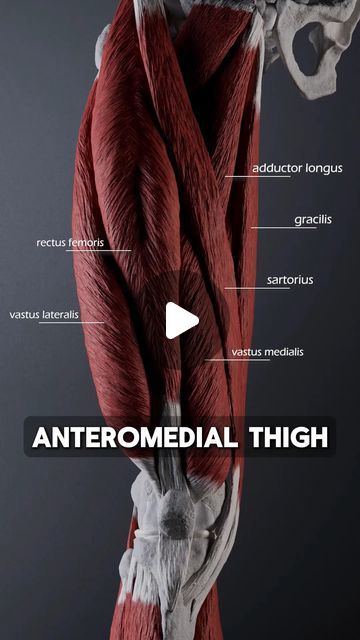 Anatomy of Motion on Instagram: "While palpating the anteromedial compartment of the thigh, we can find six key muscles:  . Three of these belong to the quadriceps group: vastus lateralis, rectus femoris, and vastus medialis. The fourth quadriceps muscle, vastus intermedius, is inaccessible from the surface.  . Moving medially, we can find the long edge created by the sartorius muscle, which meets the gracilis in the lower part of the thigh.  . The V-shaped space between these two muscles houses the superficial part of the adductor longus, which is part of the larger adductor group. . #quadriceps #rectusfemoris #vastuslateralis #vastusmedialis #vastusintermedius #sartorius #gracilis #adductorlongus #anatomy #biomechanics #anatomyofmotion #muscles #thigh" Quadriceps Muscles Anatomy, Thigh Muscle Anatomy, Gracilis Muscle, Hip Muscles Anatomy, Adductor Longus, Vastus Medialis, Snapping Hip Syndrome, Sartorius Muscle, Rectus Femoris