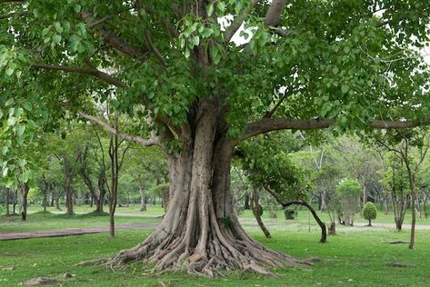 Bodhi Tree Drawing, Ficus Religiosa, Spiritual Tree, Maa Image, Ficus Tree, Bodhi Tree, Background Photos, Tree Images, Plant Tree