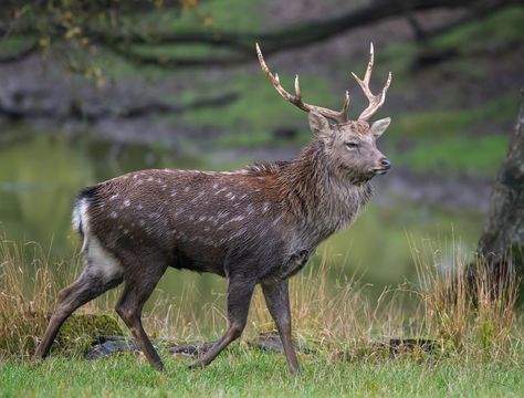 Sika Deer, Post Apocalypse, Weird Animals, Wildlife Photography, Beautiful Creatures, Mammals, Art Reference, Deer, Cute Animals