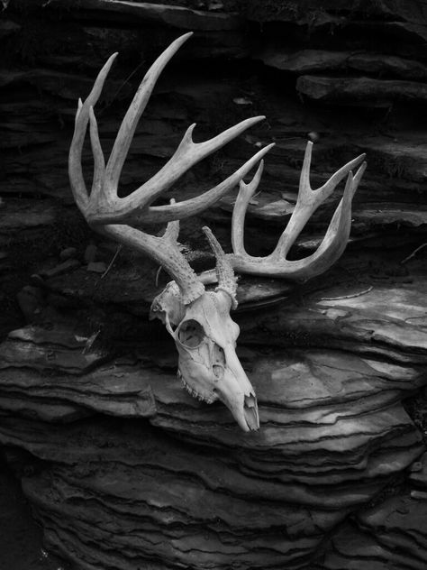 Photo by LeeAnn Hughes-Mastin Bone Hunting Aesthetic, Stag Reference, Animal Skull Reference, Elk Sculpture, Animals Skull, Stag Skull, Skull Photography, European Mounts, Skull References