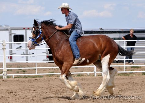 Clydesdale ridden bareback Horse Barrel Racing, Draft Horse Breeds, Pole Bending, Pony Breeds, Horse Pics, Clydesdale Horses, Draft Horse, Quarter Horses, Horse Illustration