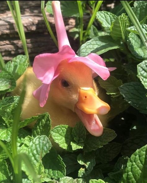 Cottagecore Plants, Duck Things, Call Duck, Pink Duck, Duck Pictures, Cute Ducks, Pet Ducks, Cute Ducklings, Cute Duck