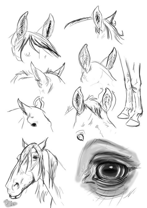 ear study : horse by blackseagull on DeviantArt Horse Face Drawing, Horse Drawing Tutorial, Horse Art Drawing, Outline Tattoo, Outside My Window, Horse Ears, Horse Sketch, Horse Anatomy, Horse Artwork