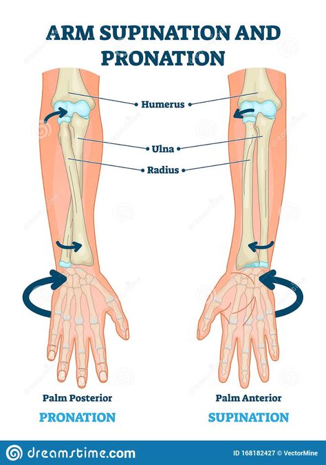 Arm Supination And Pronation Vector Illustration. Labeled Anatomical Scheme Stock Vector - Illustration of infographic, anterior: 168182427 Supination And Pronation, Anatomy Reference Bones, Arm Anatomy Reference, Anatomy Lab, Stretches Exercises, Arm Anatomy, Park Workout, Medical School Life, Motivation App