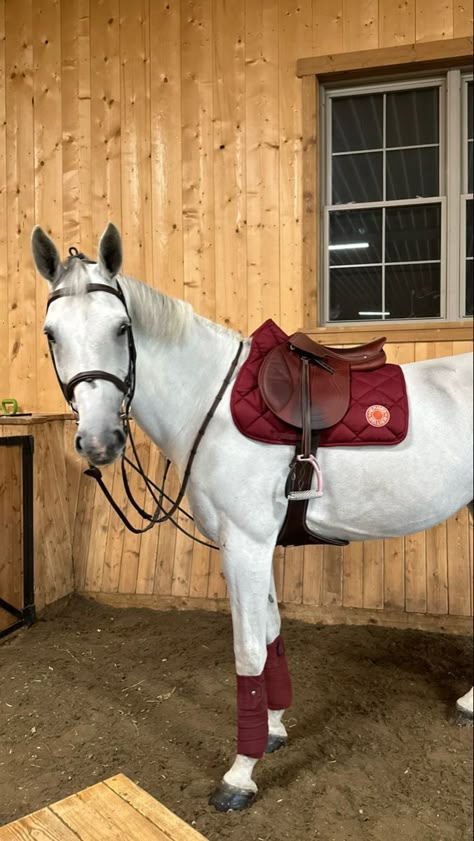 English Horse Show Aesthetic, Horse Stable Aesthetic, Horse With Saddle, Equestrian Aesthetic, English Horse, Horse Aesthetic, Western Saddle, Horse Stables, Equestrian Life