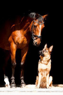 Horse And Dog, Horse And Dog Photography, Dog And Human, Horse And Human, Animals Friendship, Horses And Dogs, Cute Horses, Dog Photography, Horse Photography