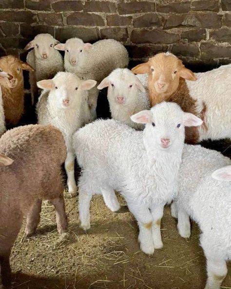 Country Life Aesthetic, Abandoned Farmhouse, Cottage Core Home, Aesthetic Cottage Core, Home Animals, Farm Village, Abandoned Cities, Aesthetic Cottage, Farm Lifestyle